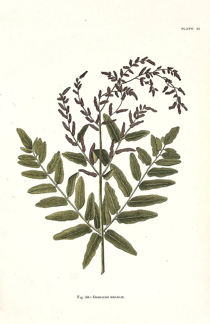 Indian-Ferns-antique-prints-museum-outlets.jpg