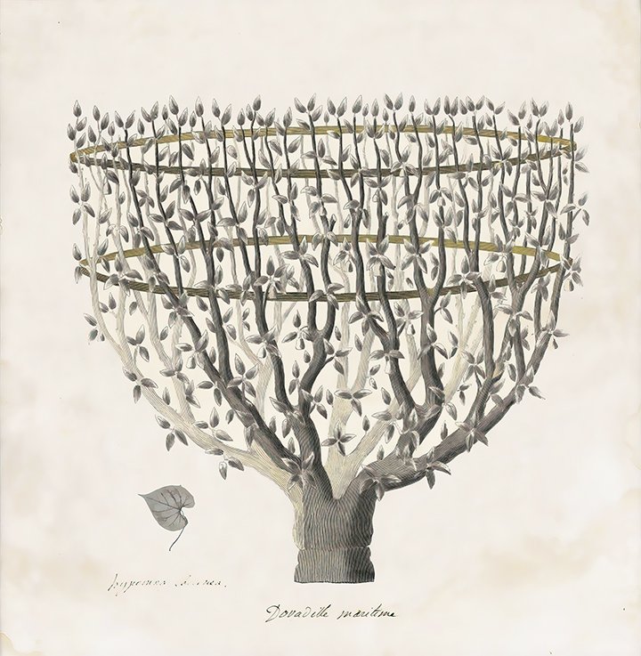 Primitivo-Fortune-Tree-antique-botanical-print-museum-outlets.jpg