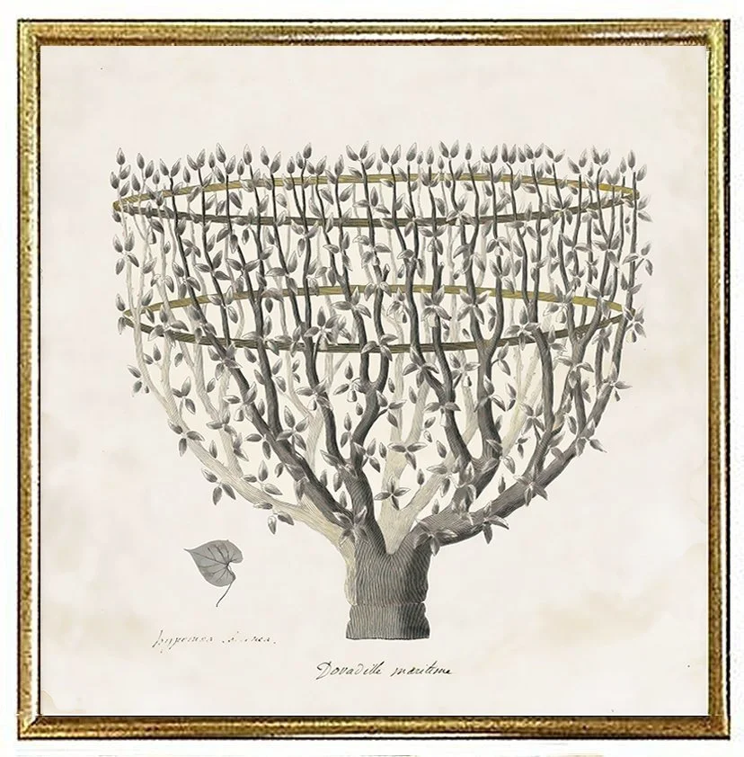 primitvo-fortune-tree-antique-botanical-print-museum-outlets.jpg