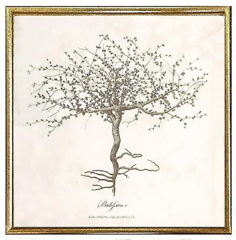 bruces-travels-1773-balefsan-tree-antique-botanical-print-museum-outlets.jpeg