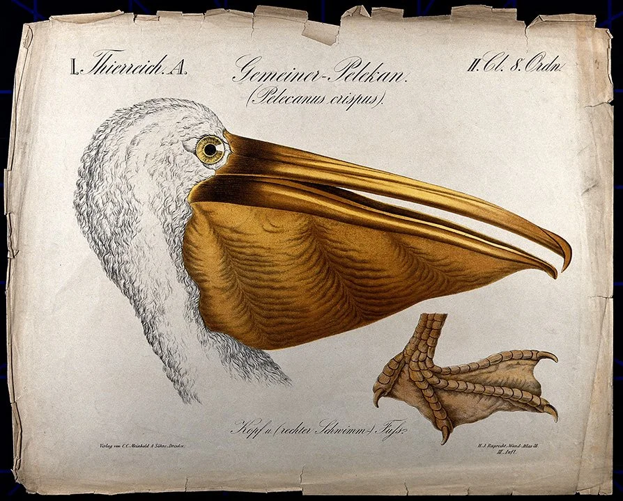 Thierreich-Head-of-a_pelican-vintage-bird-print-museum-outlets.jpg