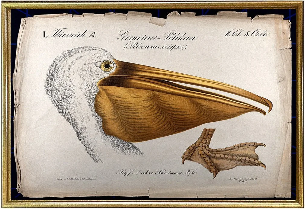 pelican-antique-bird-print-museum-outlets (1).jpeg