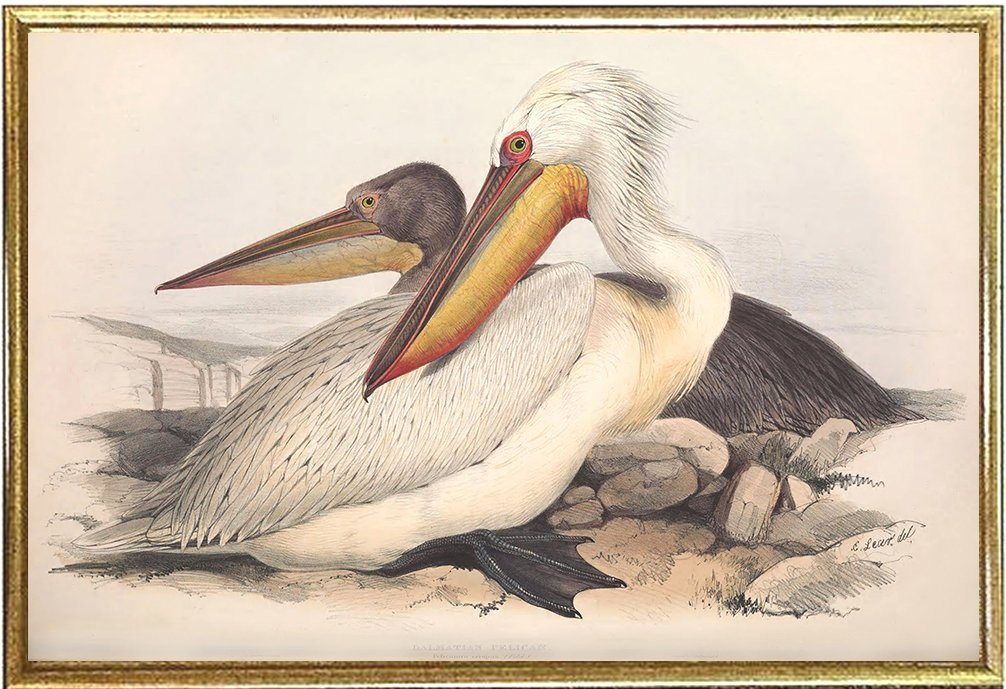 dalmatian-pelicans-vintage-bird-prints-edward-lear-1837-museum-outlets.jpg