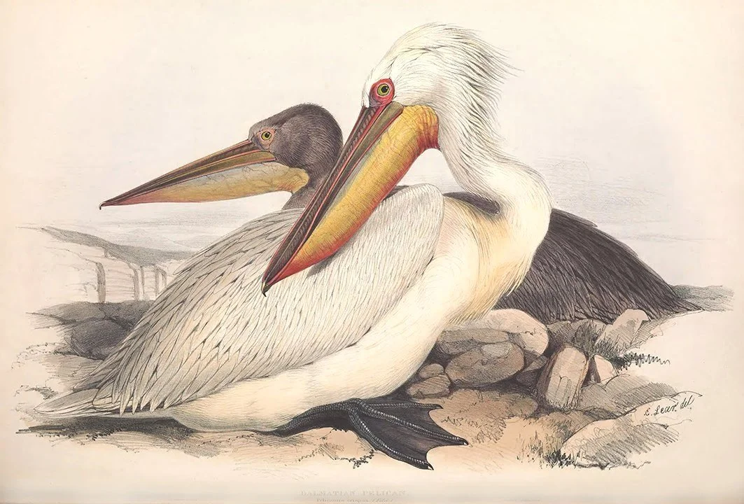 dalmatian-pelicans-antique-bird-print-edward-lear-1837-museum-outlets.jpg