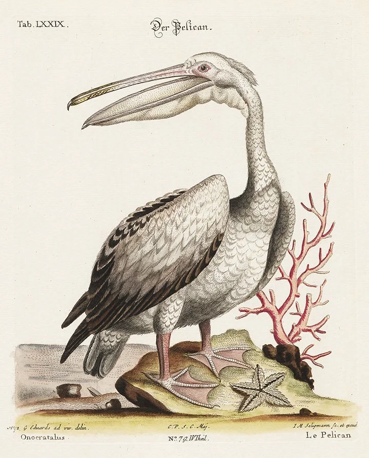 Geroge-Edwards-Great-White-Pelican-1746-vintage-bird-prints-museum-outlets.jpg