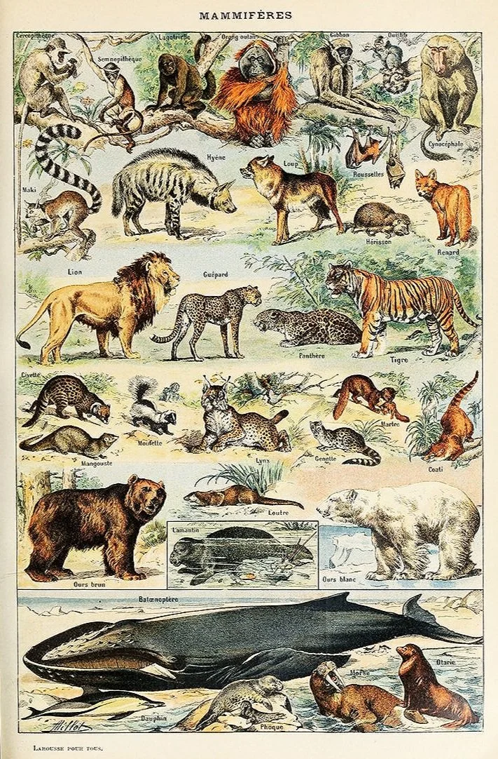 Adolphe-Millot-mammiferes-vintage-animal-poster-museum-ouitlets.jpg