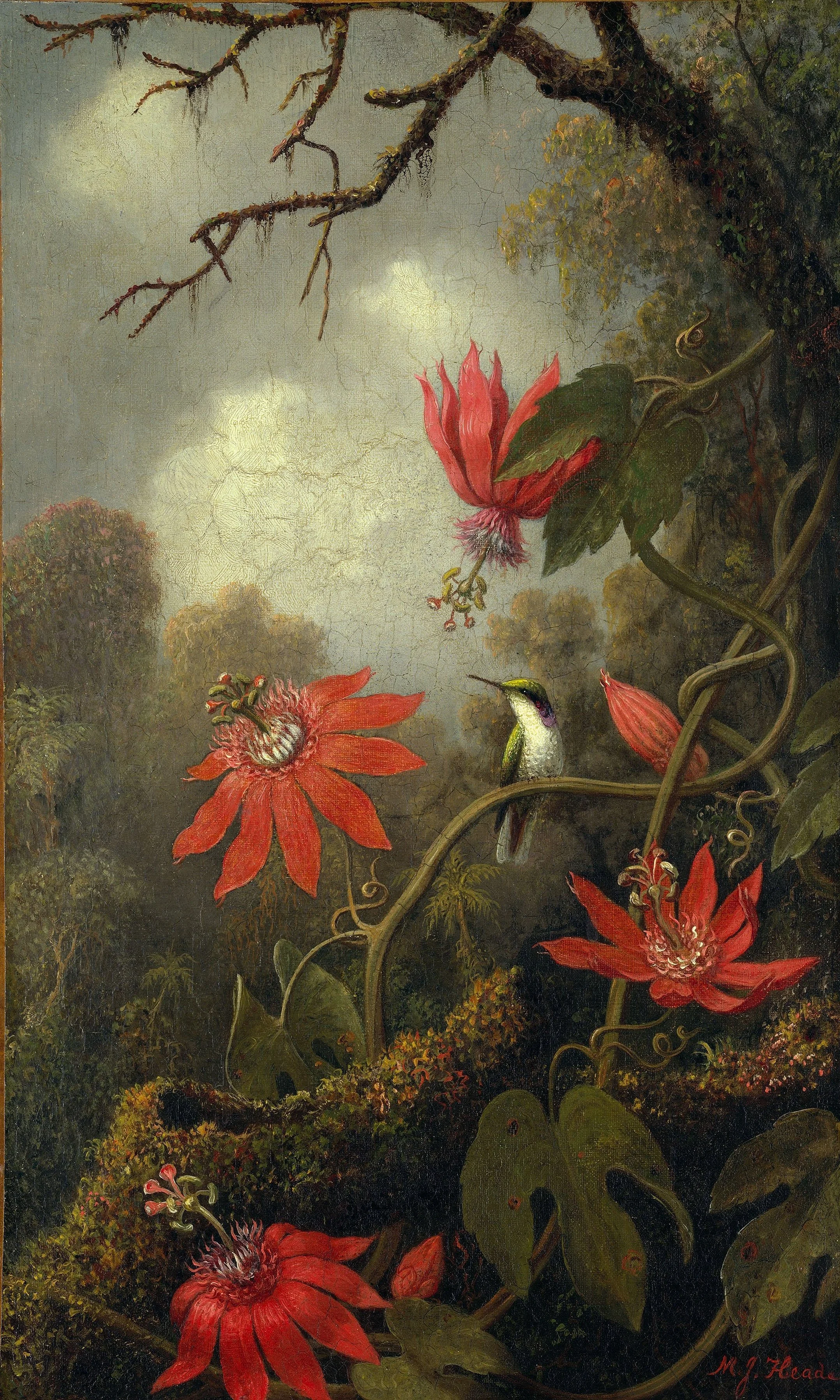 martin johnson heade passionflower and hummingbird fine art print