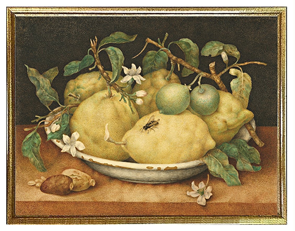 Garzoni Still Life with Lemons  Fine Art Print