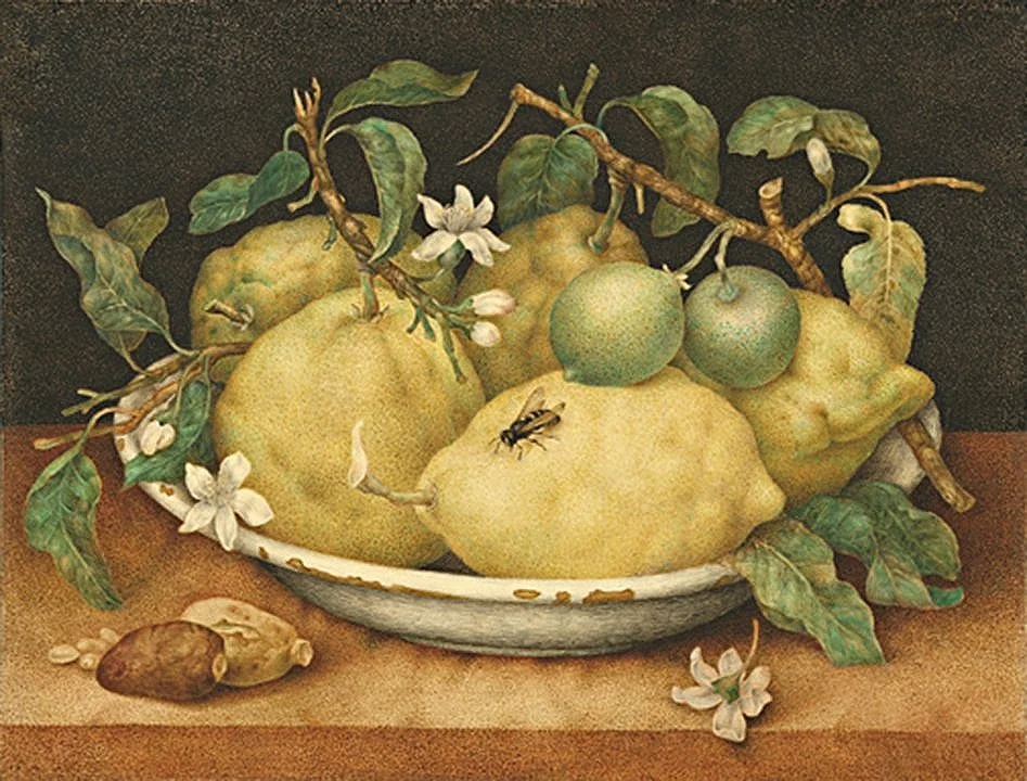 Garzoni Still Life with Lemons  Fine Art Print