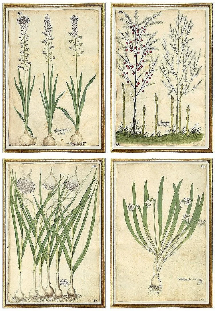 antique-botanical-prints-wall-group-museum-outlets.jpg