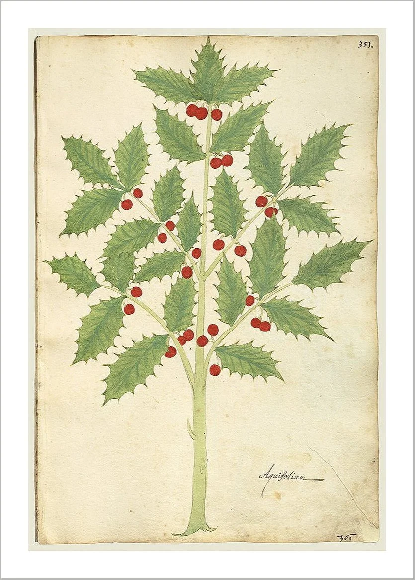 holly-tree-christmas-card-museum-outlets.jpg