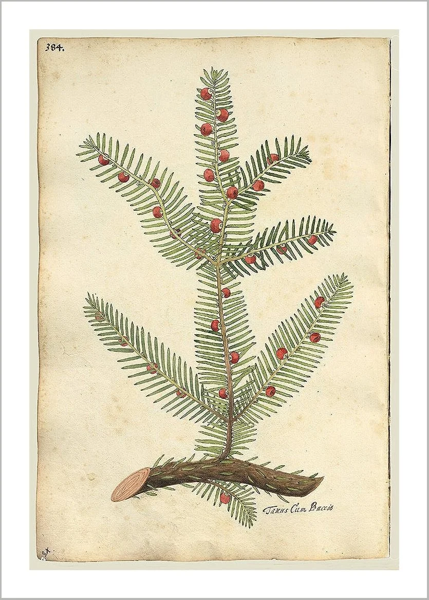 pine-branch-christmas-card-museum-outlets.jpg