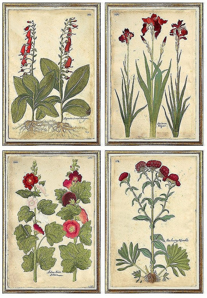 15c-antique-botanical-prints-wall-group-museum-outlets.jpg