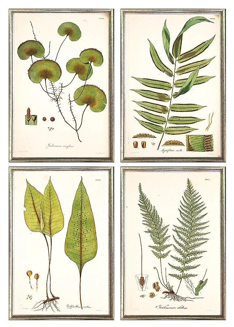 antique-fern-grouping-framed-wall-grouping-museum-outlets+%281%29.jpg