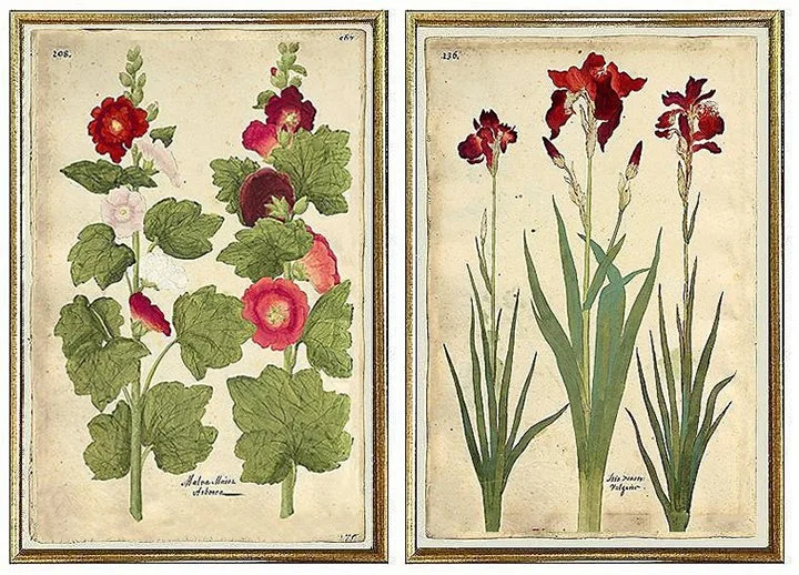 antique-botanical-prints-wall-frame-set-museum-outlets.jpg
