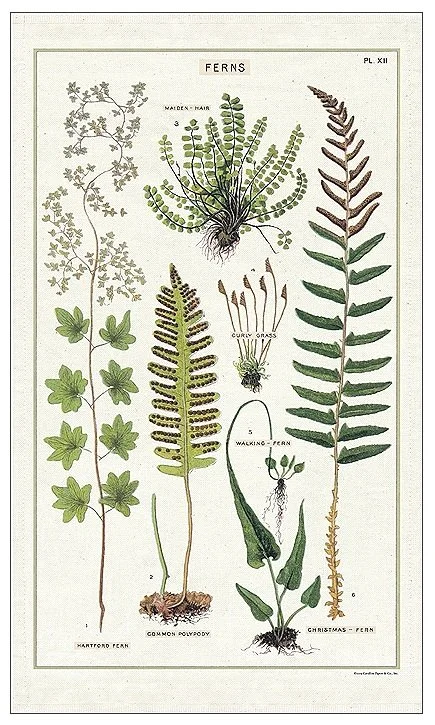 fern-tea-towel-cotton-museum-outlets.jpg