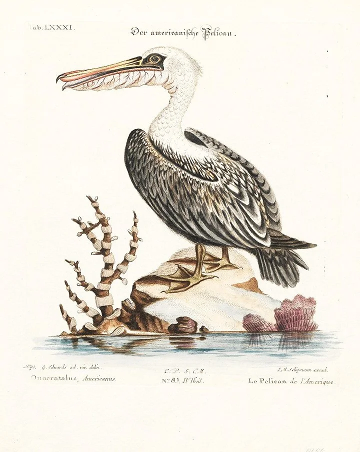george-edwards-brown-pelican-vintage-bird-prints-museum-outlets.jpg