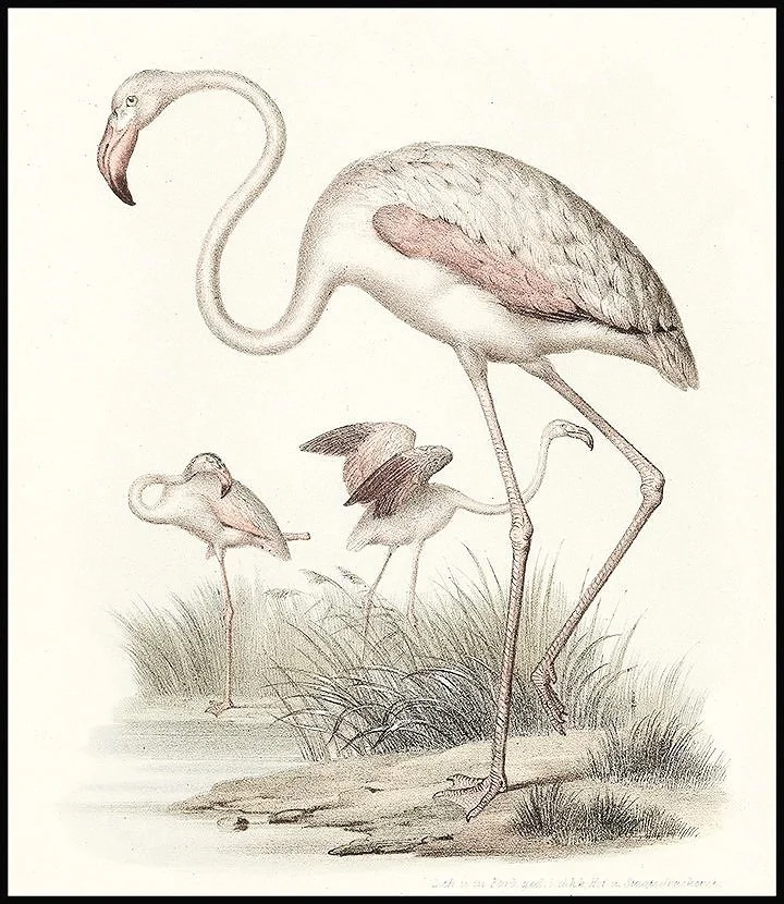 flamingo-wall-print-museum-outlets.jpg