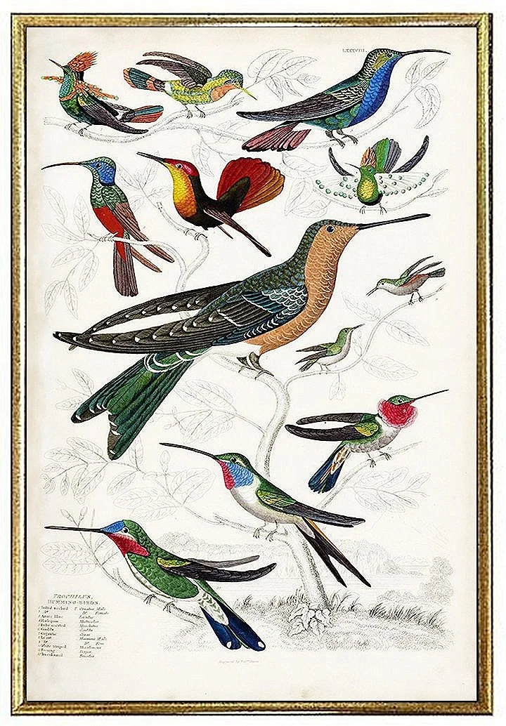 hummingbirds-antique-bird-prints-museum-outlets.jpg