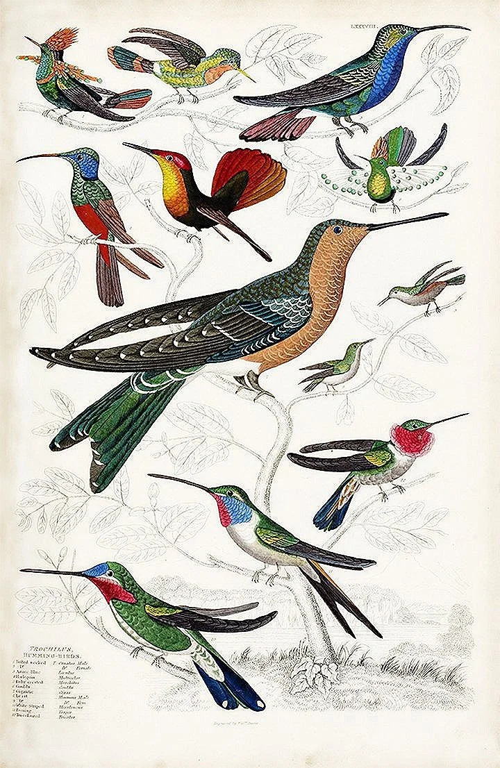 hummingbird-group-antique-bird-prints-museum-outlets.jpg