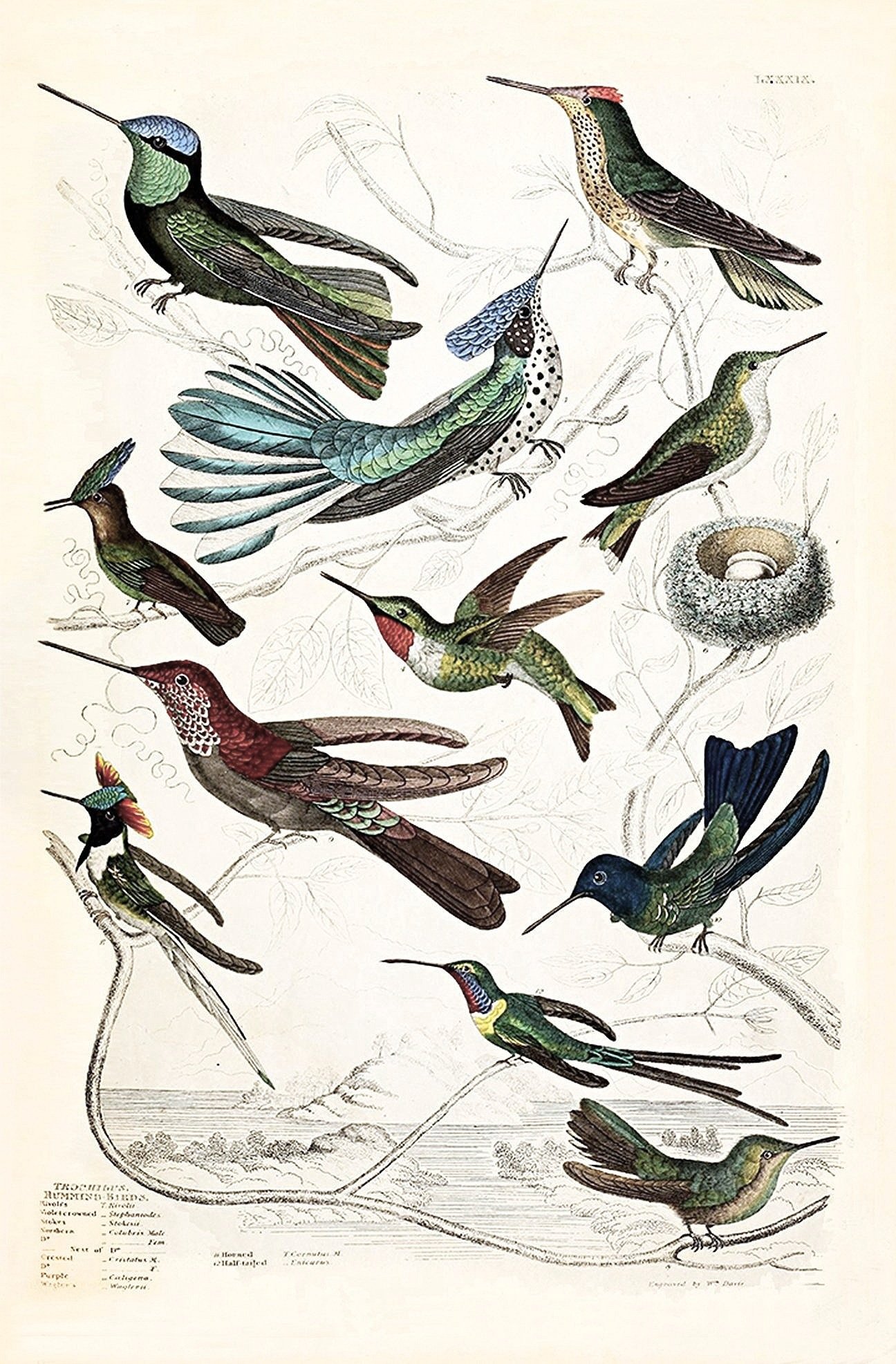 hummingbird-grouping-antique-bird-prints-museum-outlets.jpg