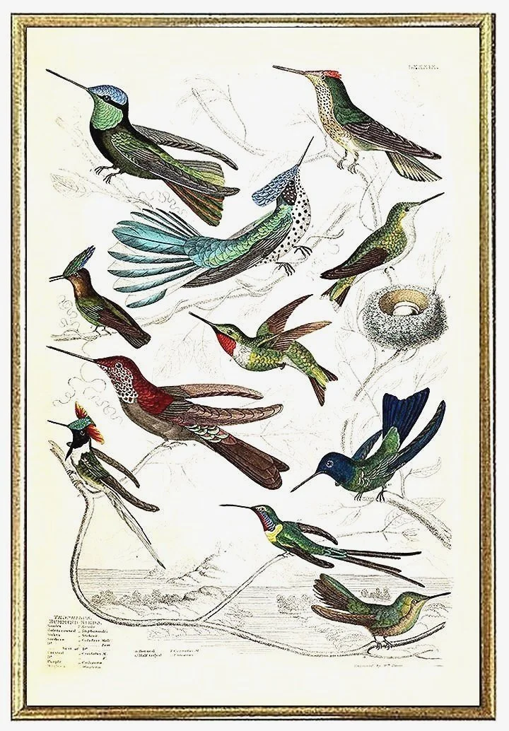hummingbirds-grouping-antique-bird-prints-museum-outlets.jpg