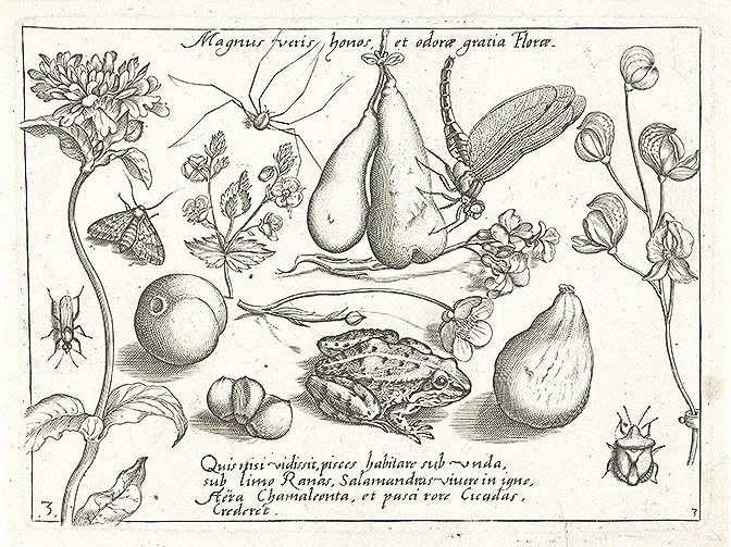 1592 Antique Frog Engraving  Fine Art Print