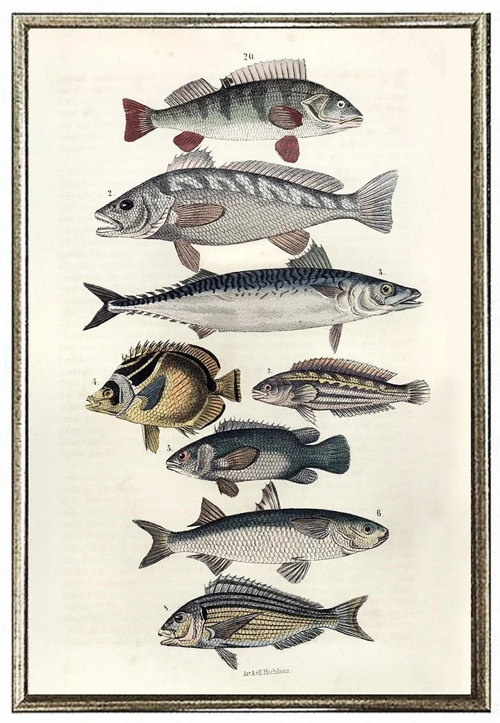 vintage-fish-prints-museum-outlets.jpg