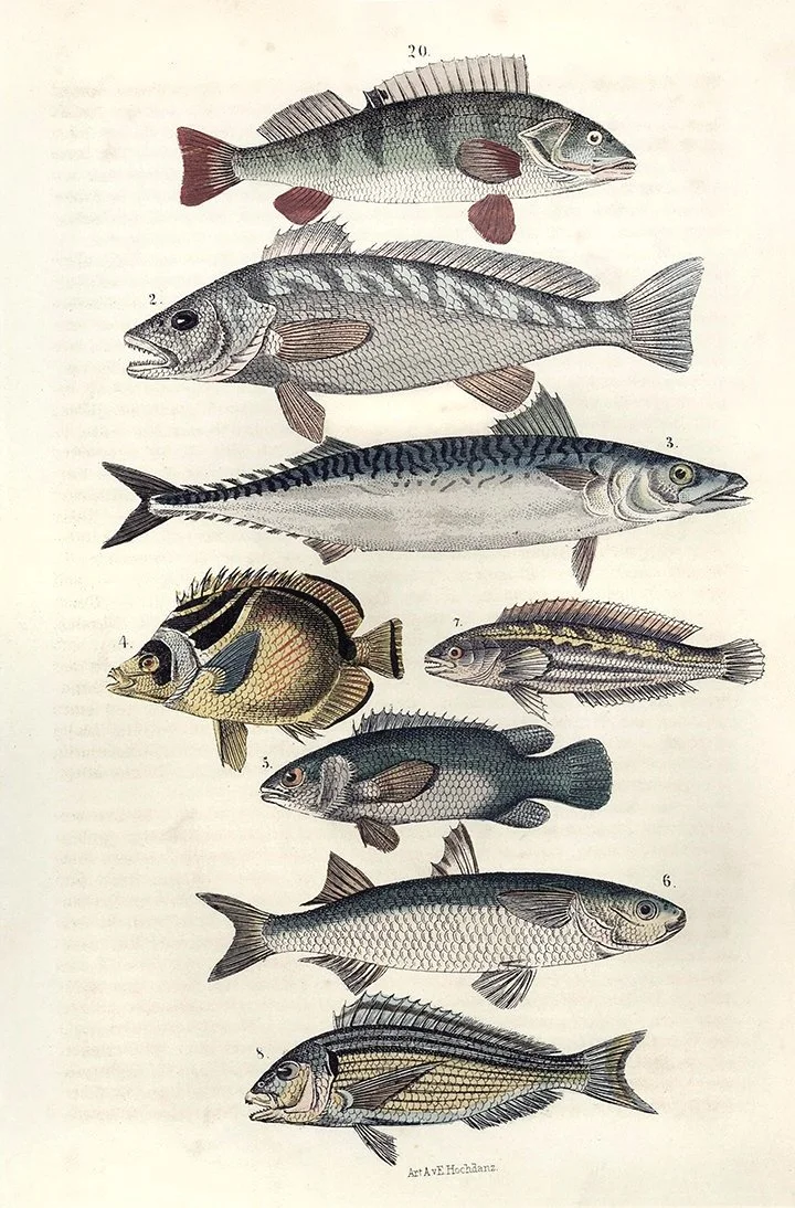 vintage-fish-print-museum-outlets.jpg
