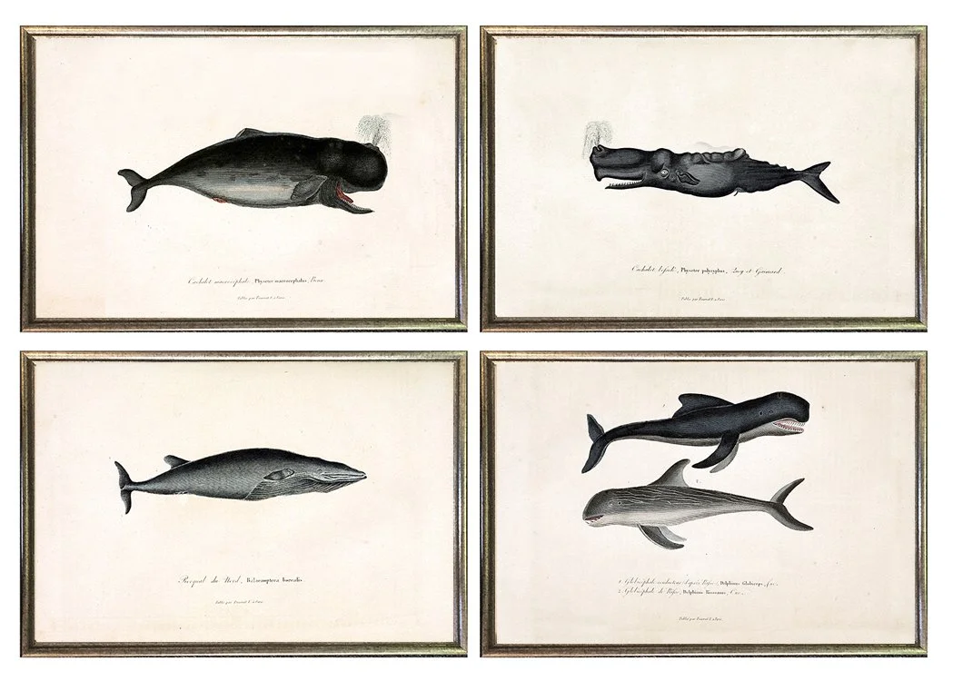 antique-whale-prints-framed-wall-grouping-gallery.jpeg