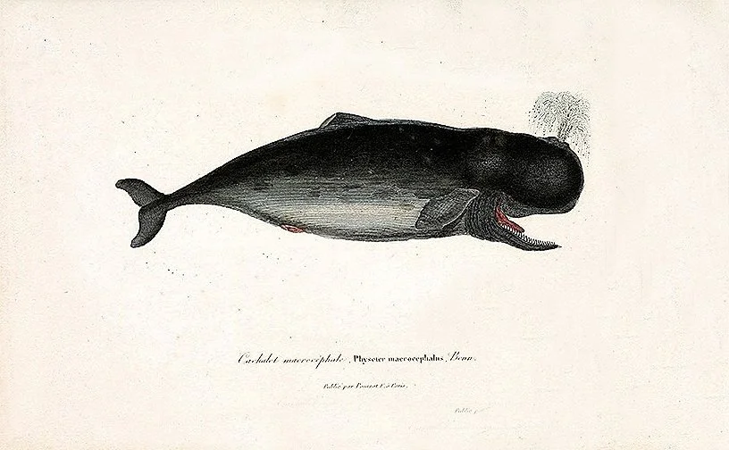 Buffon-Whale-antique-whale-print-museum-outlets.jpg