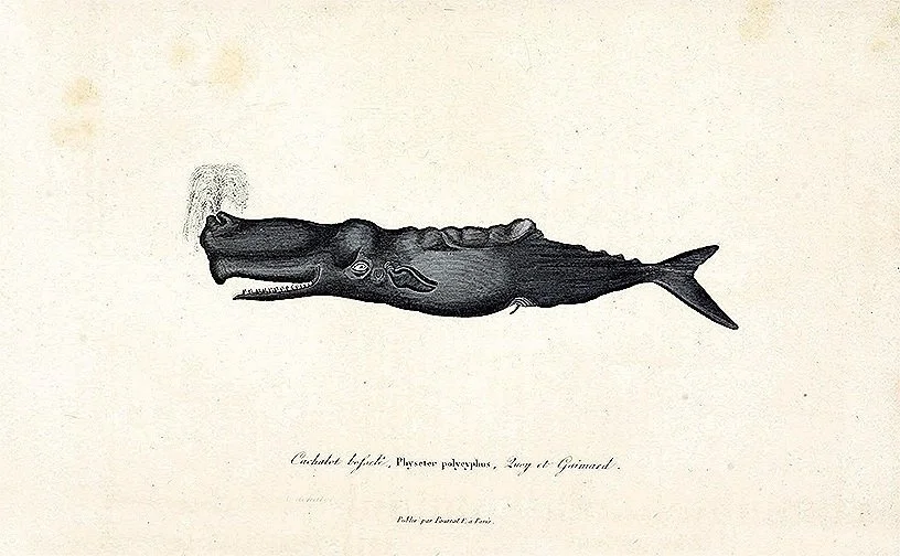 Buffon-antique-whale-print-museum-outlets.jpeg