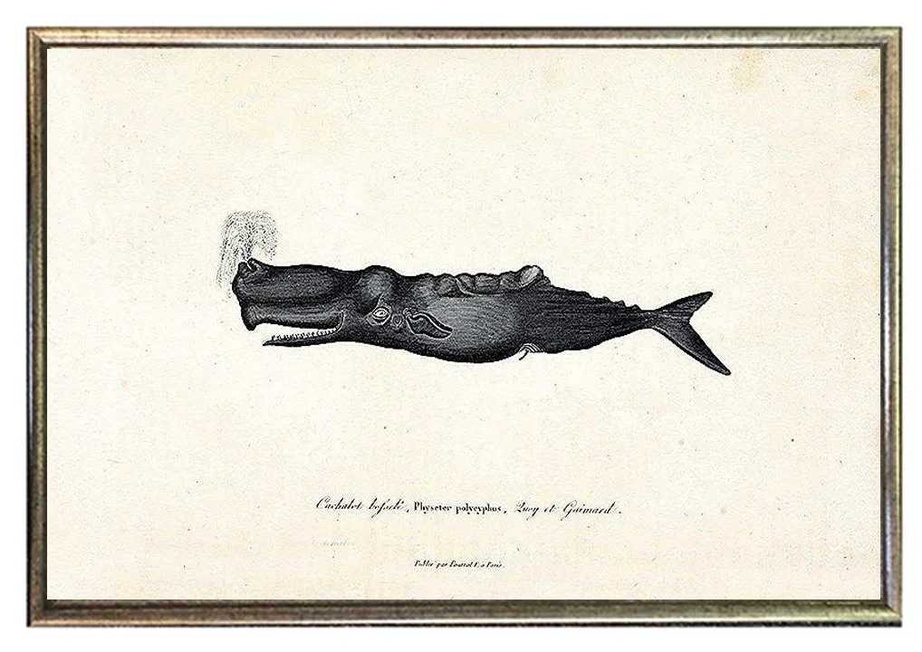 buffon-antique-whale-prints-framed-museum-outlets.jpg