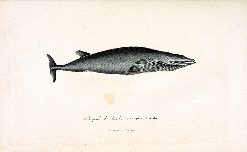 Buffon-antique-Whale-print-museum-outlets.jpeg