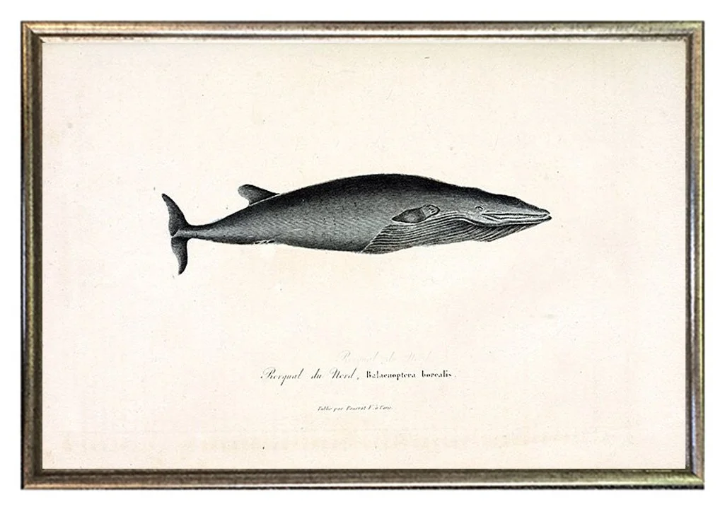 buffon-antique-whale-print-framed-museum-outlets.jpg