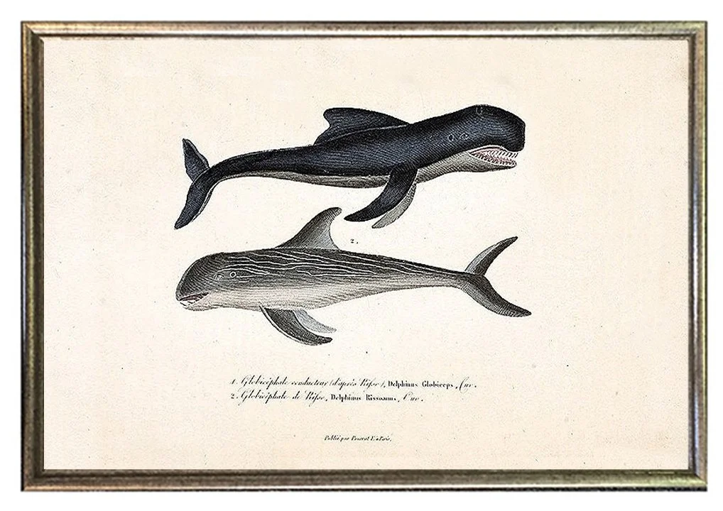 buffon-antique-whales-prints-framed-museum-outlets.jpg
