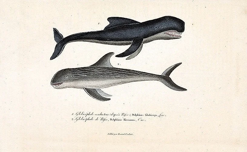 Buffon-antique-whales-print-museum-outlets.jpeg