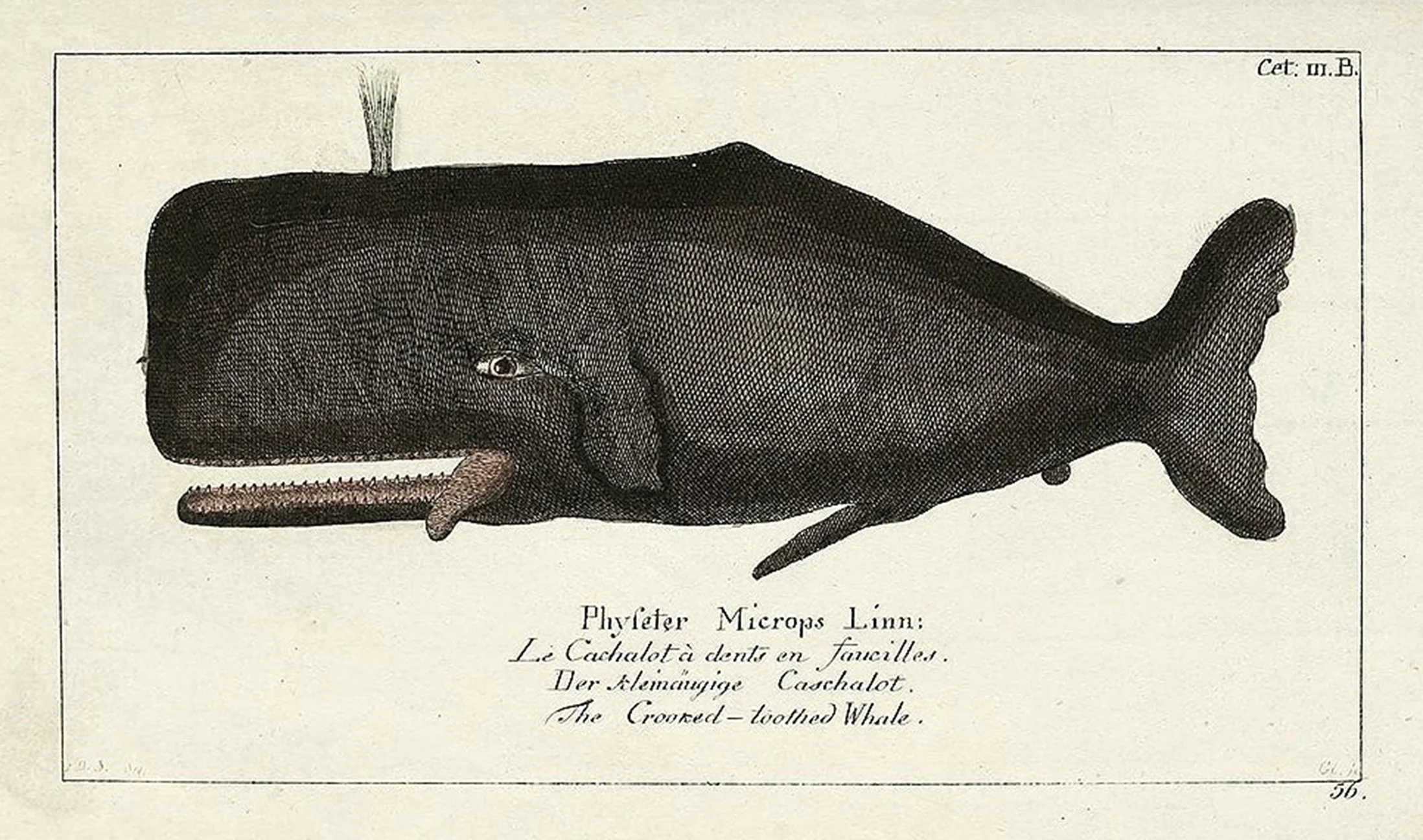 antique-whale-engraving-print-museum-outlets.jpeg