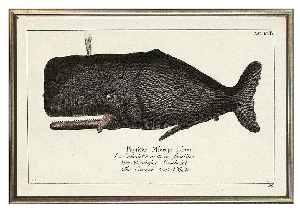 antique-whale-prints-framed-museum-outlets.jpg