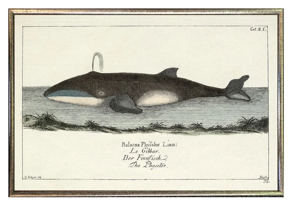 antique-whale-print-framed-museum-outlets.jpg