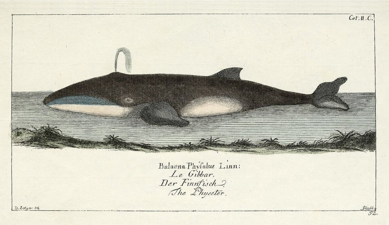 antique-whale-engraving-museum-outlets.jpeg