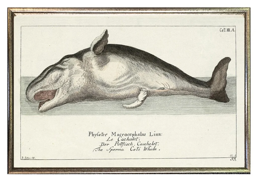 antique-whale-prints-framed-museum-outlets.jpg