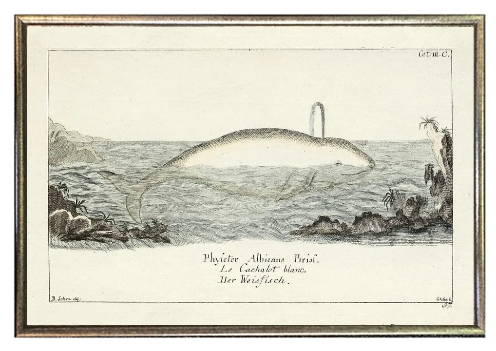 antique-whale-prints-framed-museum-outlets.jpg