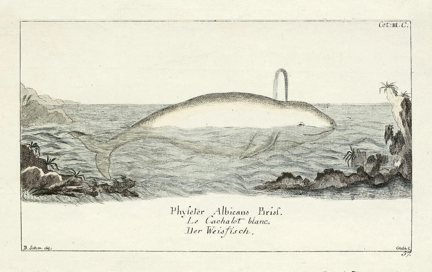 antique-engraving-whale-print-framed-museum-outlets.jpeg
