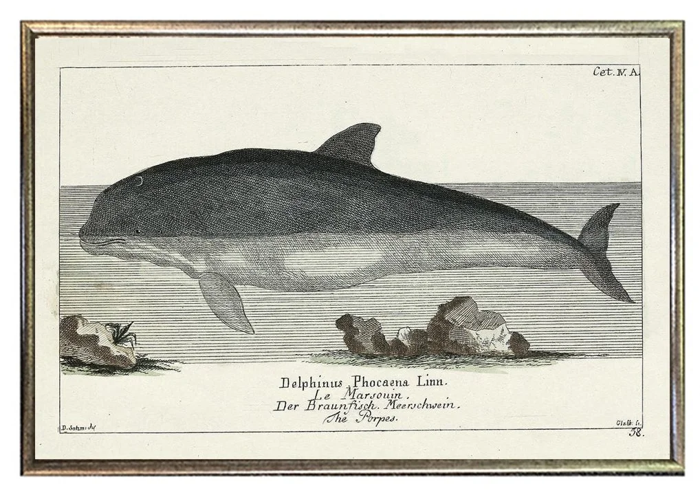 antique-dolphin-print-framed-museum-outlets.jpg