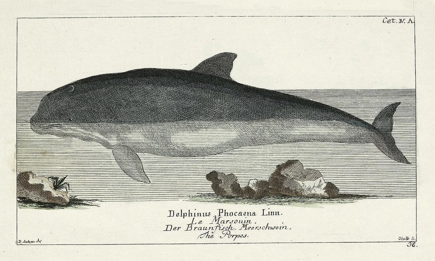dolphin-antique-engraving-framed-art-museum-outlets.jpeg