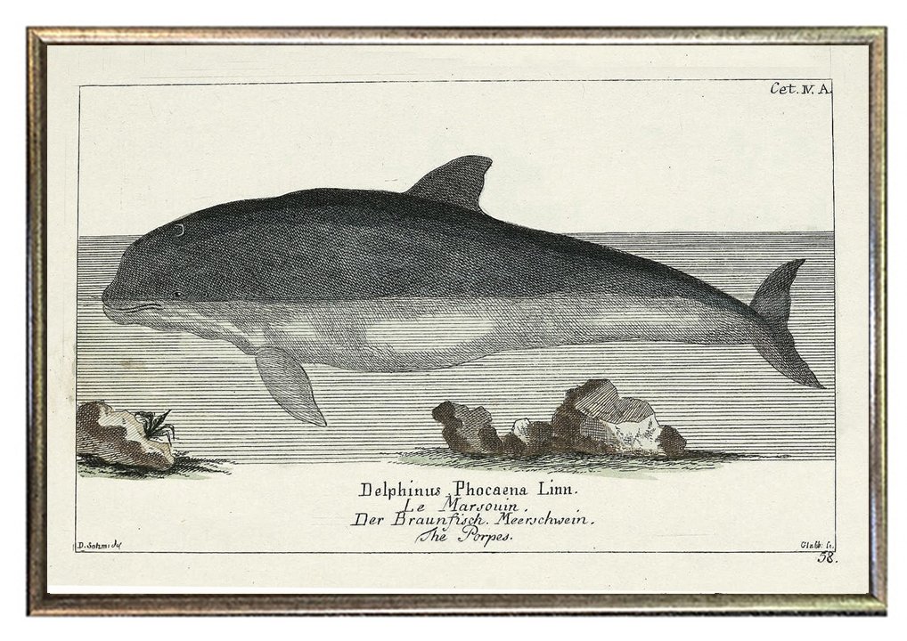 antique-dolphin-prints-framed-museum-outlets.jpg