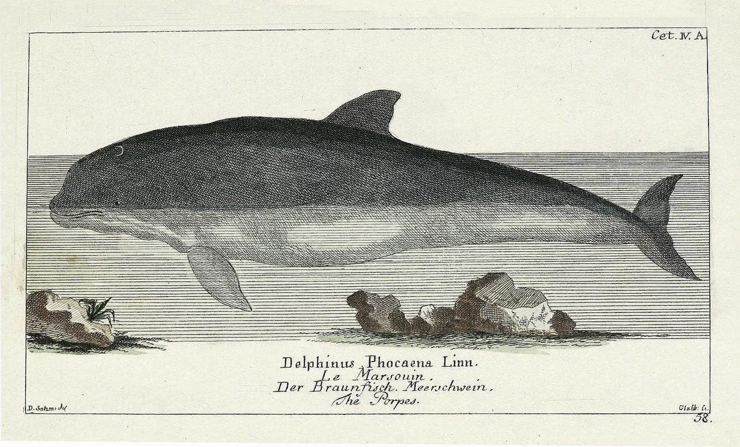 dolphin-antique-engraving-framed-art-museum-outlets.jpeg