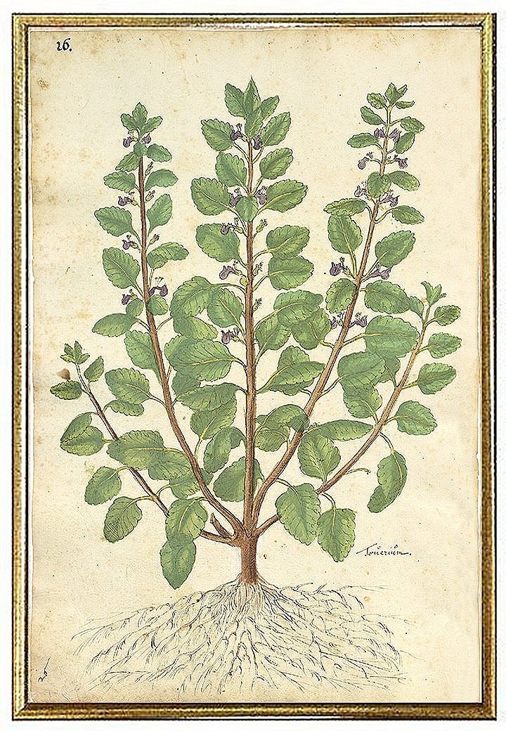 antique-botanical-print-primitive-plant-wall-art-museum-outlets.jpg