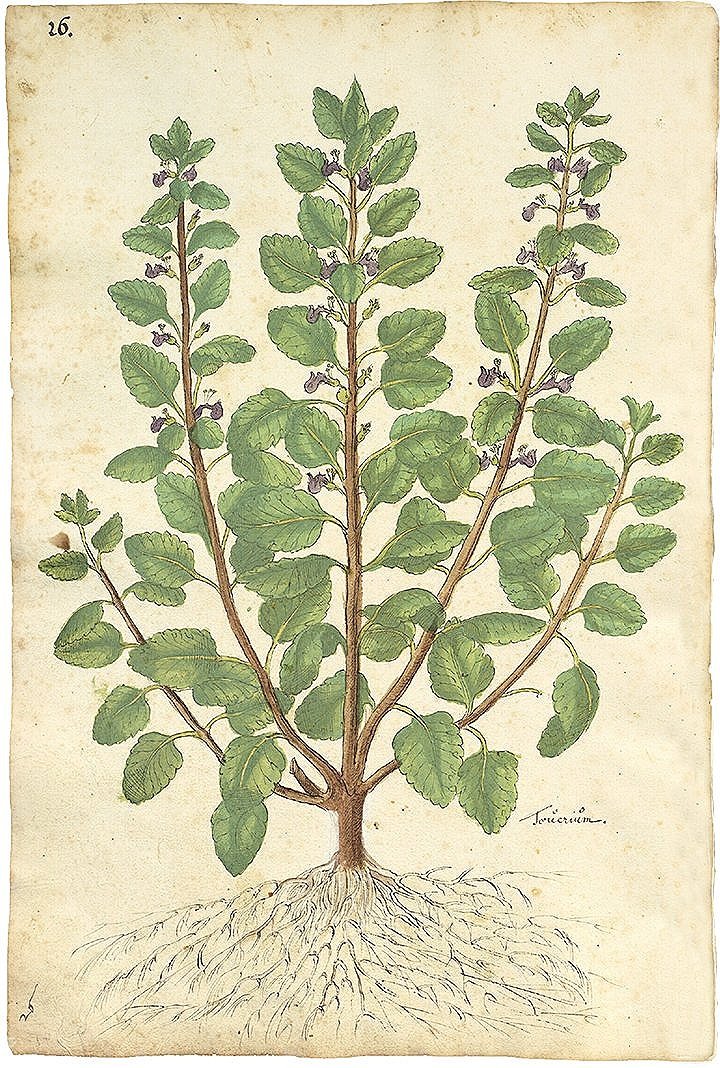 early-botanical-art-print-museum-outlets.jpg